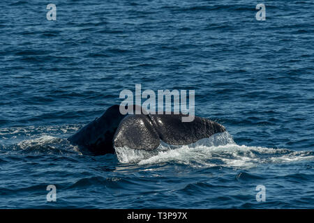 Pottwal (Physeter macrocephalus) Anzeige Es ist Schwanz (Fluke), wie es Tauchgänge von der Oberfläche der See von Cortez (Bucht von Kalifornien). Stockfoto