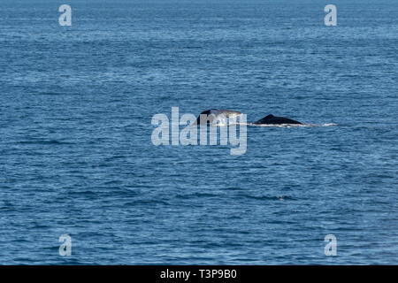 Zwei Pottwale (Physeter macrocephalus) auf der Oberfläche der See von Cortez (Bucht von Kalifornien) mit Schwanz und wieder sichtbar. Stockfoto