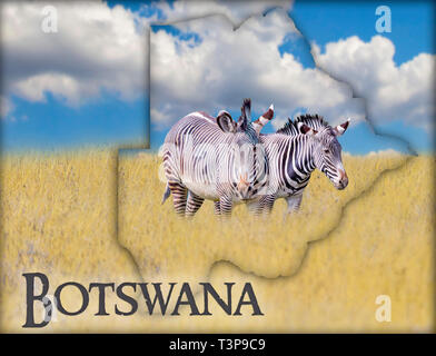 Flagge Karte von Botswana Auf dem ist ein Bild von einem Zebras. Es ist der Text von Botsuana. Es ist den nationalen afrikanischen Hintergrund mit goldenen Gras und Blau Stockfoto