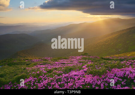 Blumen in den Bergen. Rosa Rhododendron auf der Piste. Schönen Sonnenuntergang. Karpaty, Ukraine, Europa Stockfoto