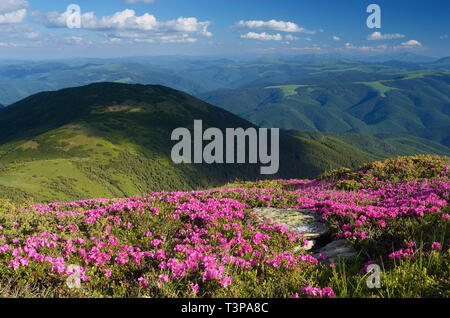 Blühende Rhododendron in Berge. Sommer Landschaft mit rosa Blüten. Sonnigen Tag. Karpaten, Ukraine Stockfoto