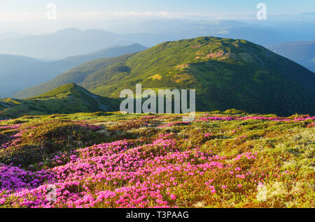 Sommer Landschaft sonnigen Tag. Rosa rhododendron Blumen in den Bergen Stockfoto