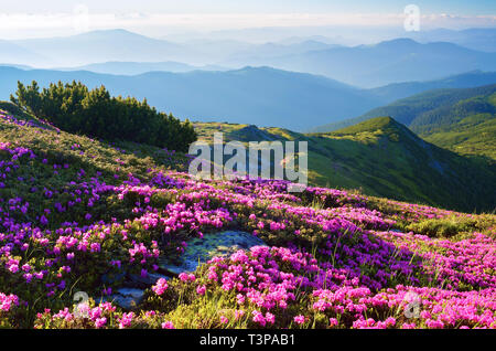 Sommer Landschaft mit Blumen in den Bergen. Blühende rosa Rhododendron auf der Piste. Karpaten, Ukraine, Europa Stockfoto