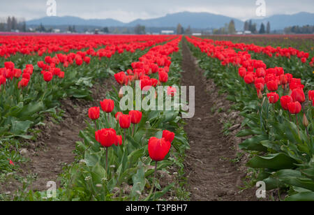 Atemberaubende rote Tulpe Feld Landschaft an einem stürmischen Tag mit riesigen Reihen von tulpenzwiebeln blühen in einer landwirtschaftlichen Umgebung. In Skagit County, Wa genommen Stockfoto