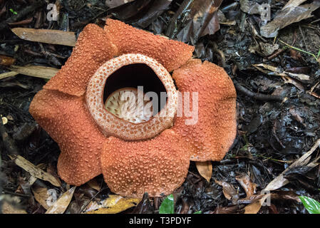 Rafflessia Blume, seltene fleischfressende Pflanze, Borneo. Einzelne Blume. Stockfoto