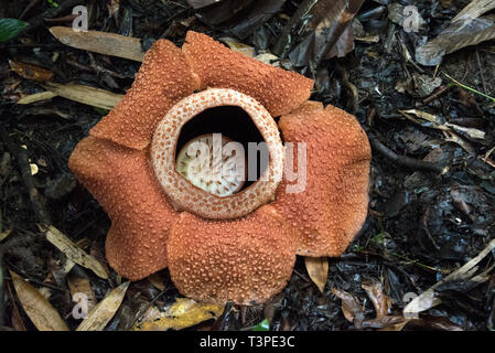 Rafflessia Blume, seltene fleischfressende Pflanze, Borneo. Querformat Stockfoto
