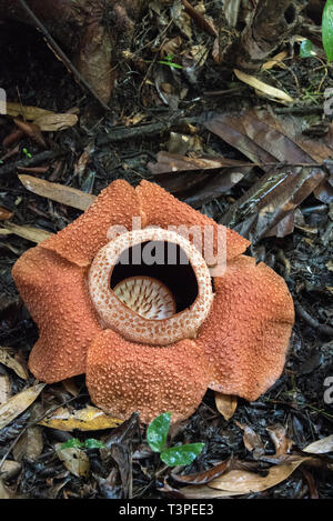 Rafflessia Blume, seltene fleischfressende Pflanze, Borneo. Hochformat. Stockfoto