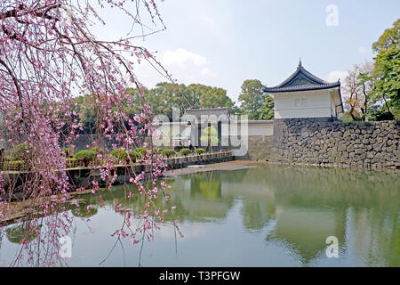 Die traditionelle Schloss und Pink sakura Kirschblüte Blumen in Tokio Stockfoto