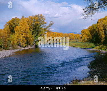 USA, Colorado, Curecanti National Recreation Area, Narrowleaf Pappeln und Weiden Anzeige Herbst Farbe entlang der Gunnison River. Stockfoto