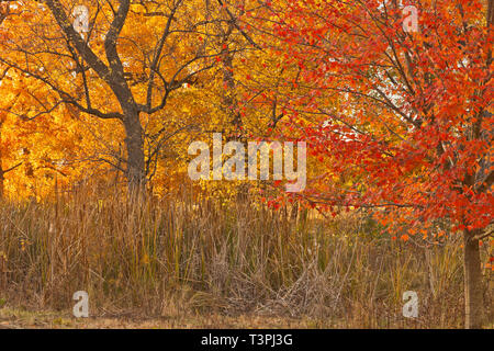 Rote Laub eines Ahorn und gelb-orange Farben in eine Savanne in St. Louis Forest Park im Herbst. Stockfoto