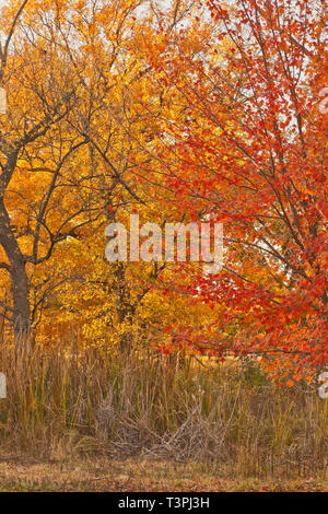 Rote Laub eines Ahorn und gelb-orange Farben in eine Savanne in St. Louis Forest Park im Herbst. Stockfoto