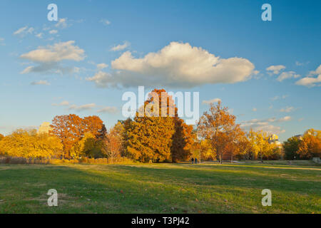 Am späten Nachmittag ist eine schöne Zeit für eine konstitutionelle Neben kahlen Zypressen unter einem blauen Himmel mit cremiger farbige Wolken an der St. Louis Forest Park Stockfoto