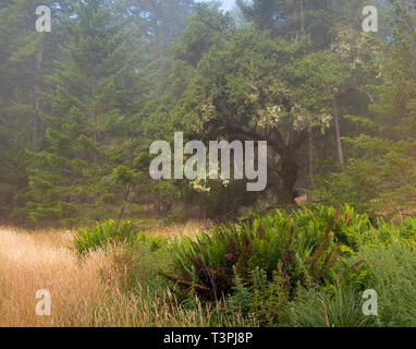 Ein leichter Nebel senkt sich ruhig über einen Sommer Wald am Mount Tamalpais. Stockfoto