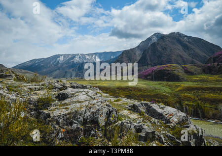 Berglandschaften der Chui Trakt, Altai. Tal. Frühjahr blühen in den Bergen von rosa Blüten Stockfoto