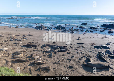 Seeelefanten, Mirounga leonina angustinostris, Gruppe schlafen in der Sand, der am späten Nachmittag im Elephant Seal Vista Point, entlang der Cabrillo Highway, Pazifik Ca Stockfoto