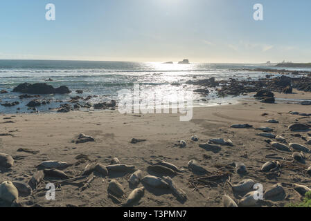 Seeelefanten, Mirounga leonina angustinostris, Gruppe schlafen in der Sand, der am späten Nachmittag im Elephant Seal Vista Point, entlang der Cabrillo Highway, Pazifik Ca Stockfoto