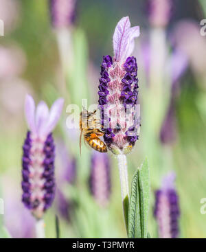 Die europäische Honigbiene (Apis mellifera) auf einer französischen Lavendel Blume (lavandula stoechas). Auch als die Westliche Honigbiene bekannt. Stockfoto