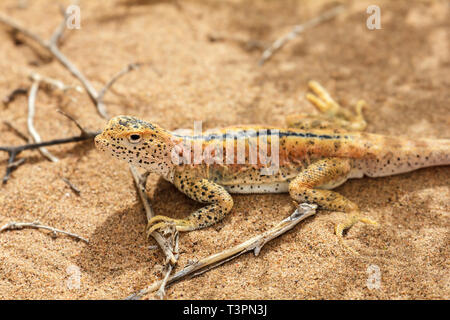 Eidechse im Sand in der Wüste Gobi, China Stockfoto