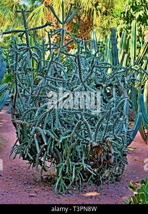 Ein Kaktus ist ein Mitglied der Familie der Cactaceae, eine Familie, bestehend aus etwa 127 Gattungen mit insgesamt rund 1750 bekannten Arten der Ordnung Caryophyllales Stockfoto