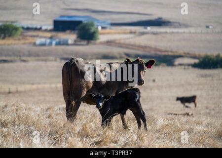 Gestüt Rinderbullen, Kühe und Kälber grasen im Südwesten von victoria, Australien. Rassen gehören gesprenkelt Park, murray grau. Stockfoto