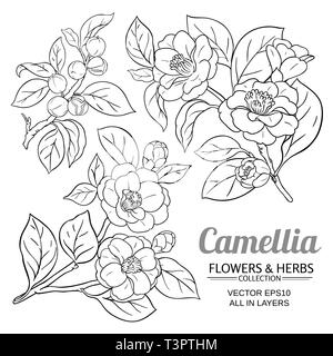 Camellia Vektor auf weißem Hintergrund Stock Vektor