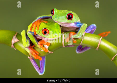 Zwei rote Augen Tree Frogs - "beste Freunde" oder für einen 'Gut' Karte oder ein Valentinstag Karte - Raum Herzen hinzuzufügen. Mit Release. Stockfoto