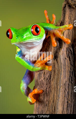 Neugieriger, rotäugiger Baumfrosch blickt hinter einem Ast hervor, leuchtend grüne Haut und orangefarbene Zehen heben sich hervor, während er mit hellen, wachsamen Augen nach vorne blickt. Stockfoto