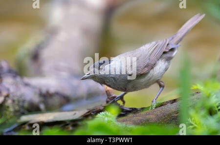 Männliche eurasischen Mönchsgrasmücke neugierig schauen in der Nähe von einem Teich Stockfoto