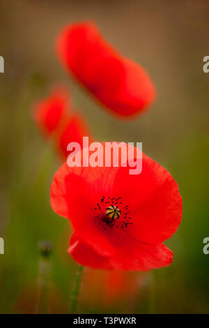 Leuchtend rote Mohnblumen erblühen vor einem traumhaften, weichen Hintergrund wie ein Aquarellbild und enthüllen feine innere Details der Vordergrundblume. Stockfoto