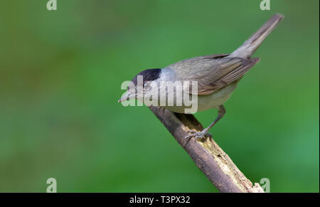 Männliche eurasischen Mönchsgrasmücke schauen neugierig und Posieren auf einem Stick Stockfoto