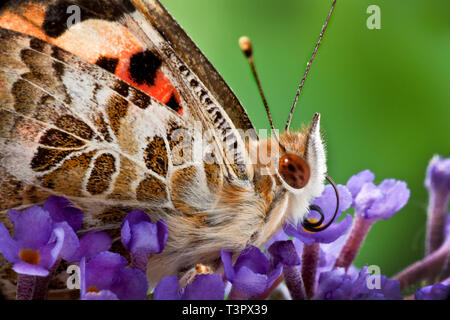 Makro eines kleinen Schildpatt-Schmetterlings auf Buddleia, das komplizierte Flügelmuster, zusammengesetzte Augen und Antennen zeigt, mit natürlichem, weichem grünen Kopierraum Stockfoto