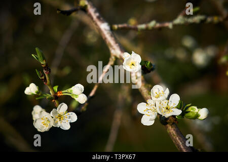 Pflaume auf einem Baum in Blüte leuchtet durch die Abendsonne Stockfoto