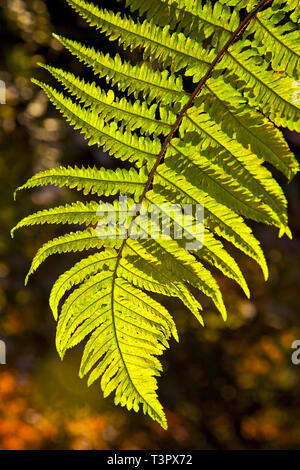 Der hinterleuchtete Farnfrond leuchtet in goldenem Licht und enthüllt komplizierte Flugblätter und Adern, die eine lebendige botanische Textur und einen ruhigen natürlichen Hintergrund schaffen. Stockfoto