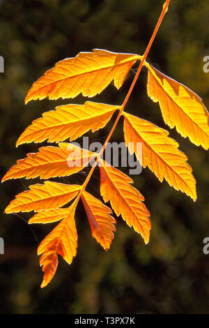 Sonne scheint durch Golden Rain Tree Larmer Tree Gardens in Wiltshire, Großbritannien verlässt. Stockfoto