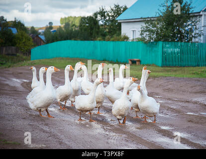 Eine Herde von weißen Gänse ist auf nasser Straße im Dorf Stockfoto