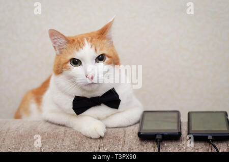 Weiß-rote Katze mit einer schwarzen Schleife binden liegen neben der Telefone Stockfoto