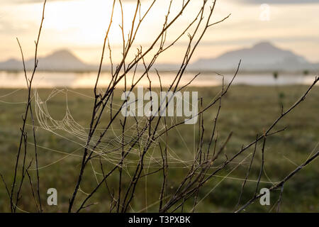 Spinnennetz oder Cobweb mit Wassertropfen nach Regen auf die Berge im Hintergrund. Stockfoto