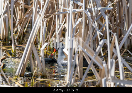 Nach sumpfhuhn (Gallinula chloropus), um eine junge entlein unter Marschland Schilf tendenziell Stockfoto