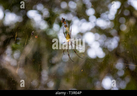 Seide net Spider in Paraguay. Stockfoto