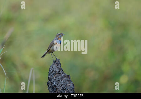 Schönen männlichen Blaukehlchen (Luscinia svecica) in der Natur. Thailand Stockfoto