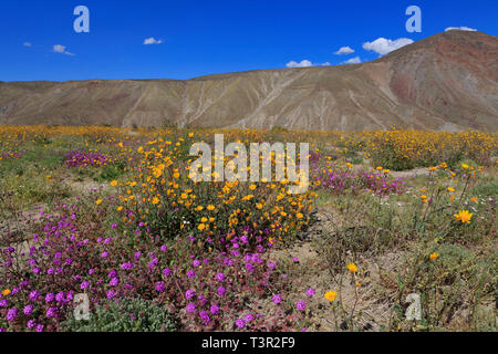 Sand Verbena & Sonnenblumen, Coyote Canyon, Anza-Borrego Desert State Park, Borrego Springs, Kalifornien, USA Stockfoto