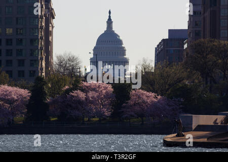 Ein Fotograf schießt die rosa Kirschblüten am Tidal Basin in Washington D.C. mit dem US Capitol Dome im Hintergrund Stockfoto