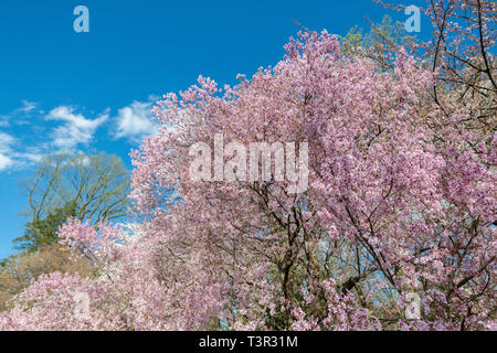 Kirschbaum Blüten im Frühling - rosa Blüten und weißen Blüten auf blühende Bäume vor blauem Himmel - Ostern Blumen und spring blossom USA Stockfoto