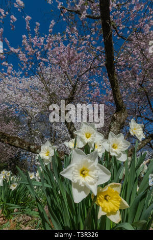 Kirschbaum Blüten im Frühling - rosa Blüten und weißen Blüten auf blühende Bäume vor blauem Himmel - Ostern Blumen und spring blossom USA Stockfoto