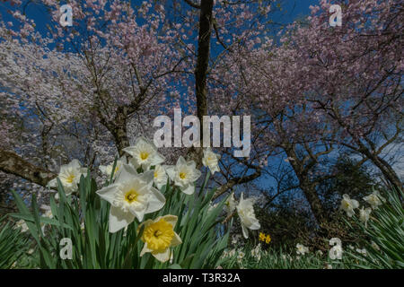 Kirschbaum Blüten im Frühling - rosa Blüten und weißen Blüten auf blühende Bäume vor blauem Himmel - Ostern Blumen und spring blossom USA Stockfoto