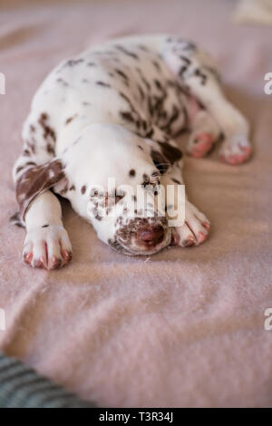 Vier Monate alten dalmatinischen schlafen. Kleiner Hund schlafen im Haus. Cute Puppy entspannen auf der weichen Decke Stockfoto