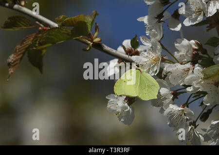 Eine atemberaubende Zitronenfalter (Gonepteryx rhamni) nectaring auf weißen Kirschblüten im Frühling. Stockfoto