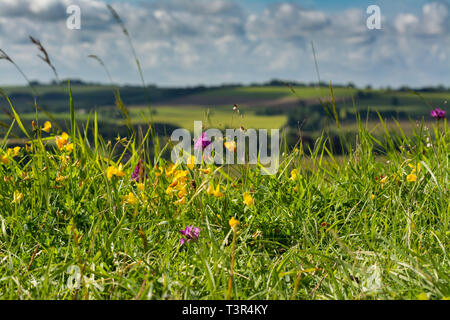 Wilde Blumen auf Lincolnshire Wolds Stockfoto