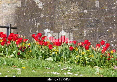 Rote Tulpen (Tulipa) Blühende durch eine Wand im Frühjahr in West Sussex, UK. Stockfoto