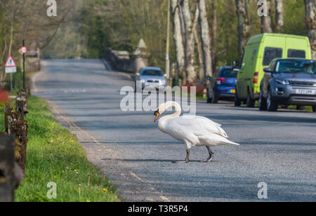 Nach weißen Höckerschwan (Cygnus olor) zu Fuß über eine Straße in West Sussex, UK. Stockfoto